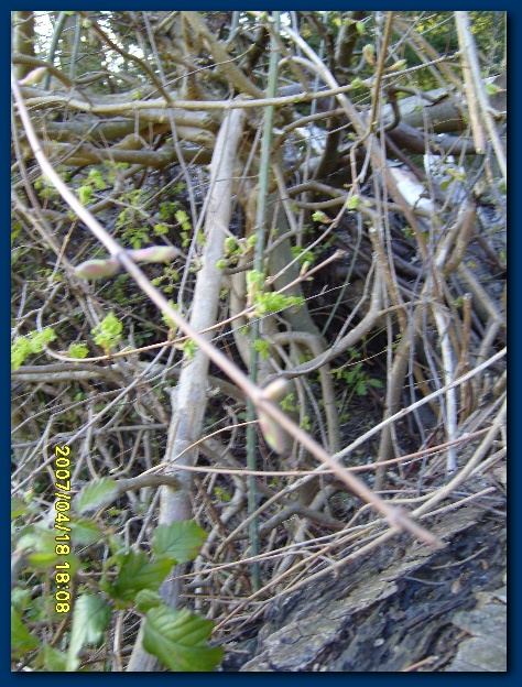 450x599 pixels (186K)